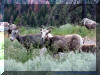 Mountain goats south of Lillooet